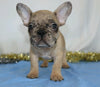 AKC Registered French Bulldog For Sale Wooster, OH Male- Shadow