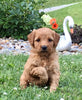 Mini Goldendoodle For Sale Fredericksburg, OH Female- Shasta