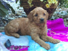 Mini Goldendoodle For Sale Fredericksburg, OH Female- Shasta