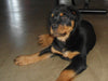 AKC Registered Rottweiler For Sale Sugarcreek, OH Female- Shelly