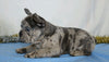 AKC Registered French Bulldog For Sale Wooster, OH Male- Sherlock