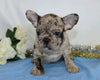 AKC Registered French Bulldog For Sale Wooster, OH Male- Sherwood