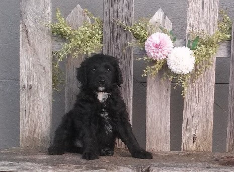 Mini Aussiedoodle For Sale Fredericksburg, OH Male- Shoba