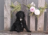 Mini Aussiedoodle For Sale Fredericksburg, OH Male- Shoba