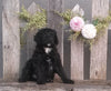 Mini Aussiedoodle For Sale Fredericksburg, OH Male- Shoba