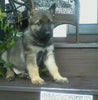AKC Registered German Shepherd For Sale Millersburg, OH Male- Shooter