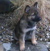 AKC Registered German Shepherd For Sale Millersburg, OH Male- Shooter