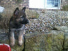AKC Registered German Shepherd For Sale Millersburg, OH Male- Shooter