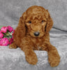 Goldendoodle For Sale Millersburg, OH Female- Sierra Mist