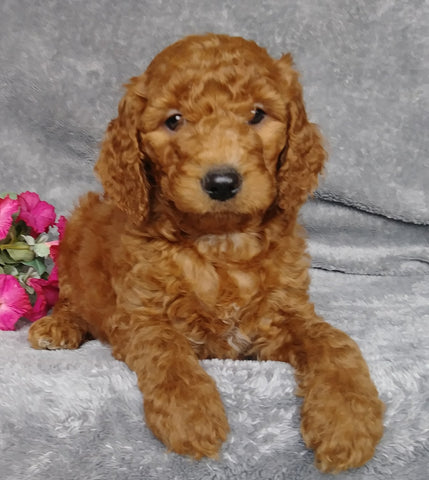 Goldendoodle For Sale Millersburg, OH Female- Sierra Mist