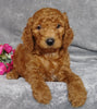 Goldendoodle For Sale Millersburg, OH Female- Sierra Mist