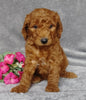 Goldendoodle For Sale Millersburg, OH Female- Sierra Mist