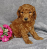 Goldendoodle For Sale Millersburg, OH Female- Sierra Mist