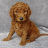 Goldendoodle For Sale Millersburg, OH Female- Sierra Mist