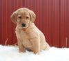 Standard Labradoodle For Sale Fredericksburg, OH Male- Simba