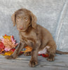 F1B Medium Labradoodle For Sale Millersburg, OH Male- Simon
