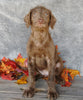 F1B Medium Labradoodle For Sale Millersburg, OH Male- Simon
