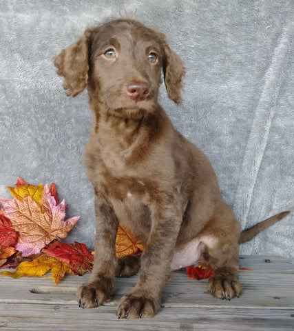F1B Medium Labradoodle For Sale Millersburg, OH Male- Simon