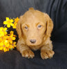 F1B Mini Labradoodle For Sale Millersburg, OH Male- Skippy