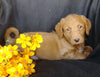 F1B Mini Labradoodle For Sale Millersburg, OH Male- Skippy