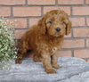 F1B Mini Labradoodle For Sale Millersburg, OH Male- Skippy