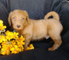 F1B Mini Labradoodle For Sale Millersburg, OH Male- Skippy