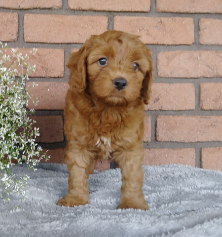 F1B Mini Labradoodle For Sale Millersburg, OH Male- Skippy