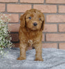 F1B Mini Labradoodle For Sale Millersburg, OH Male- Skippy