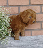 F1B Mini Labradoodle For Sale Millersburg, OH Male- Skippy