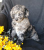 F1B Mini Labradoodle For Sale Millersburg, OH Female- Skittles