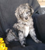 F1B Mini Labradoodle For Sale Millersburg, OH Female- Skittles