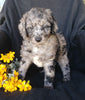 F1B Mini Labradoodle For Sale Millersburg, OH Female- Skittles