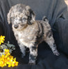 F1B Mini Labradoodle For Sale Millersburg, OH Female- Skittles