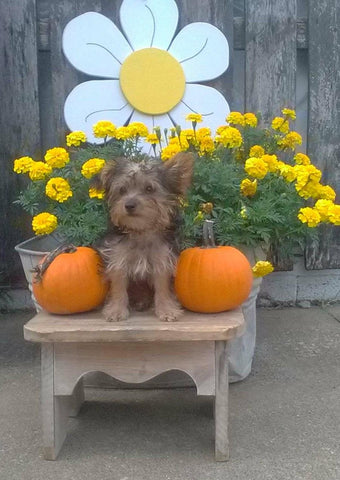 Yorkipoo For Sale Winesburg OH Female- Snickers