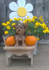 Yorkipoo For Sale Winesburg OH Female- Snickers