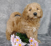 Medium F1B Labradoodle For Sale Millersburg, OH Male- Snoopy