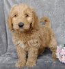 Medium F1B Labradoodle For Sale Millersburg, OH Male- Snoopy