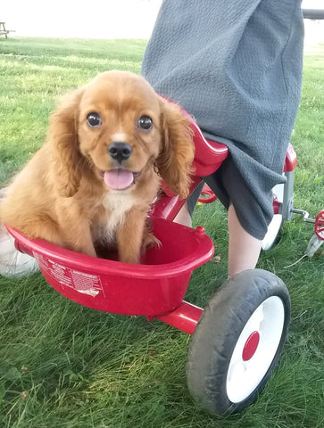AKC Registered Cavalier King Charles Spaniel For Sale Fredericksburg, OH Male- Snoopy
