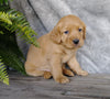 F1B Mini Labradoodle For Sale Millersburg, OH Male- Snoopy