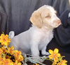 F1B Mini Labradoodle For Sale Millersburg, OH Male- Snoopy