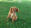 AKC Registered Cavalier King Charles Spaniel For Sale Fredericksburg, OH Male- Snoopy