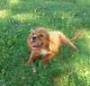 AKC Registered Cavalier King Charles Spaniel For Sale Fredericksburg, OH Male- Snoopy