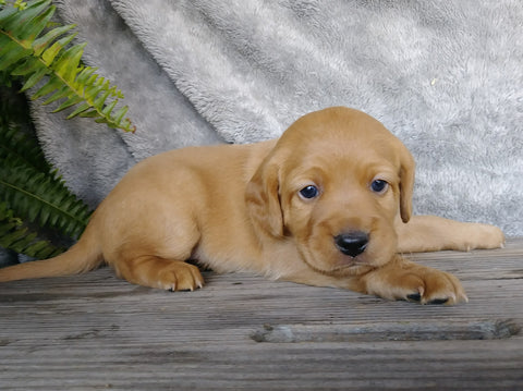 F1B Mini Labradoodle For Sale Millersburg, OH Male- Snoopy