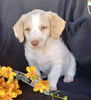 F1B Mini Labradoodle For Sale Millersburg, OH Male- Snoopy