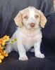 F1B Mini Labradoodle For Sale Millersburg, OH Male- Snoopy