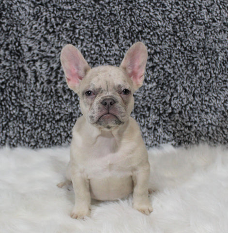 AKC Registered French Bulldog For Sale Fredricksburg OH Female-Snowball