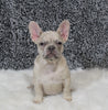 AKC Registered French Bulldog For Sale Fredricksburg OH Female-Snowball