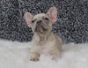 AKC Registered French Bulldog For Sale Fredricksburg OH Female-Snowball