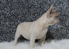 AKC Registered French Bulldog For Sale Fredricksburg OH Female-Snowball