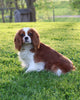 AKC Registered Cavalier King Charles Spaniel For Sale Fredericksburg, OH Male- Cole